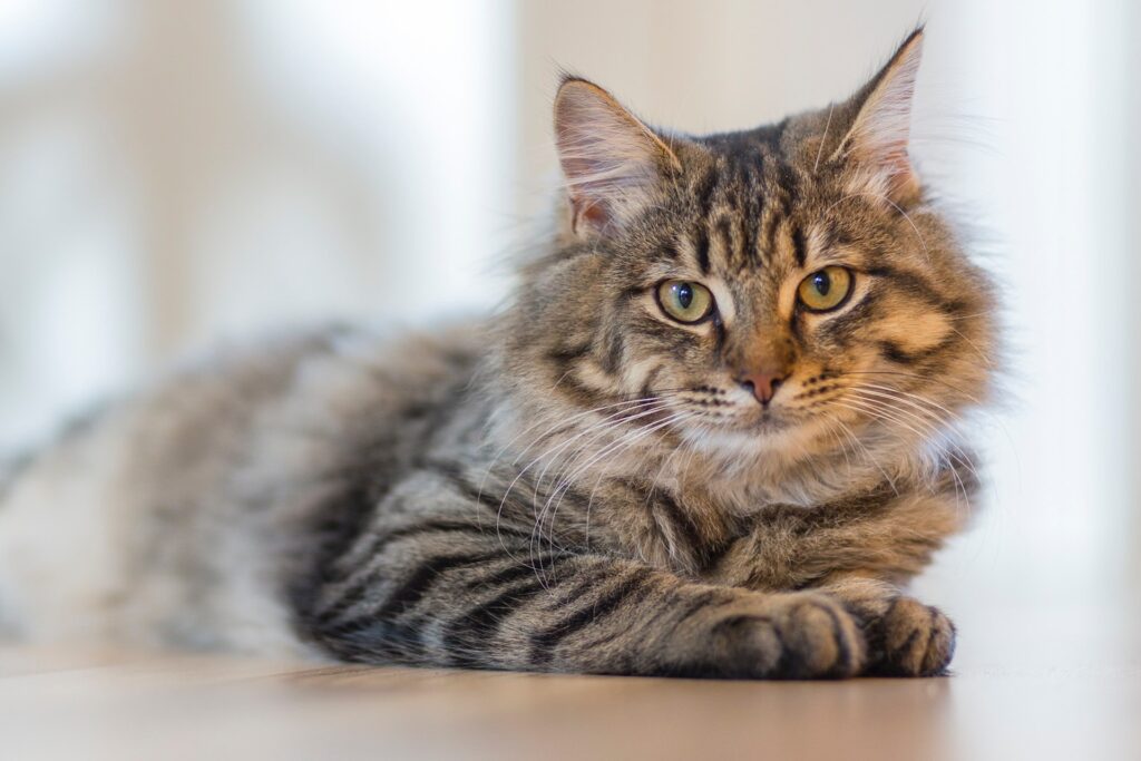 A gray tabby cat lying on the floor