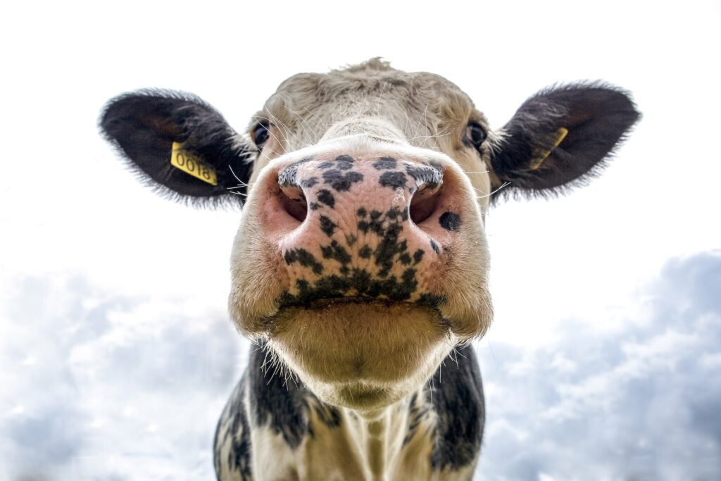 A close up of a cow's face