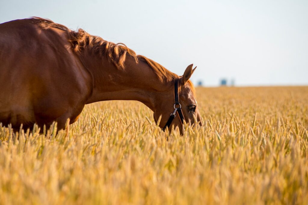 A horse leaning his head into the crop on the field