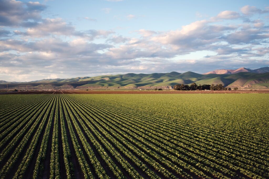 A crop with straight rows and rolling hills in the background with an overcast sky