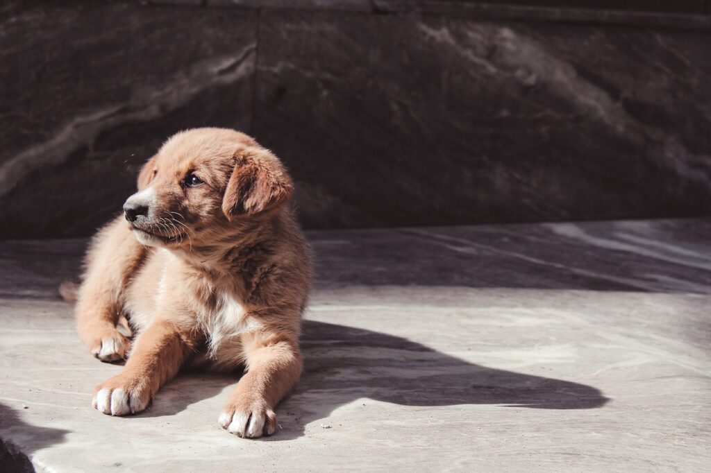 A little brown puppy laying on the ground