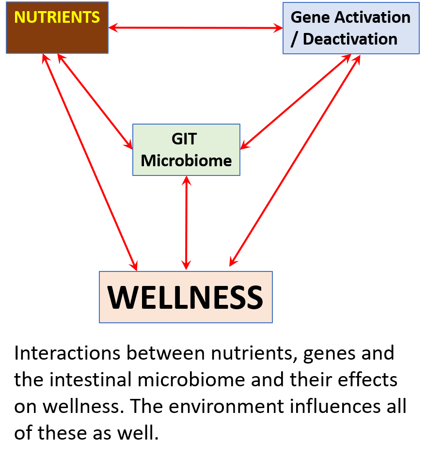 Chart showing interactions between nutrients, genes, and the intestinal microbiome and their effects on wellness.