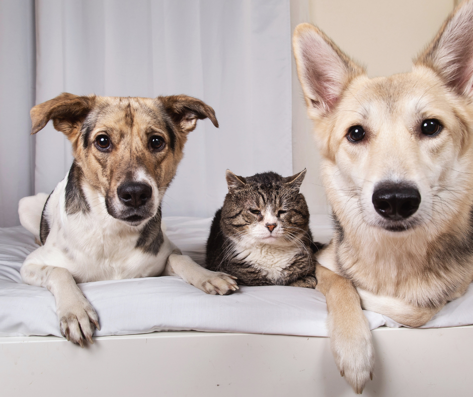 Two dogs and one cat laying on a white sheet