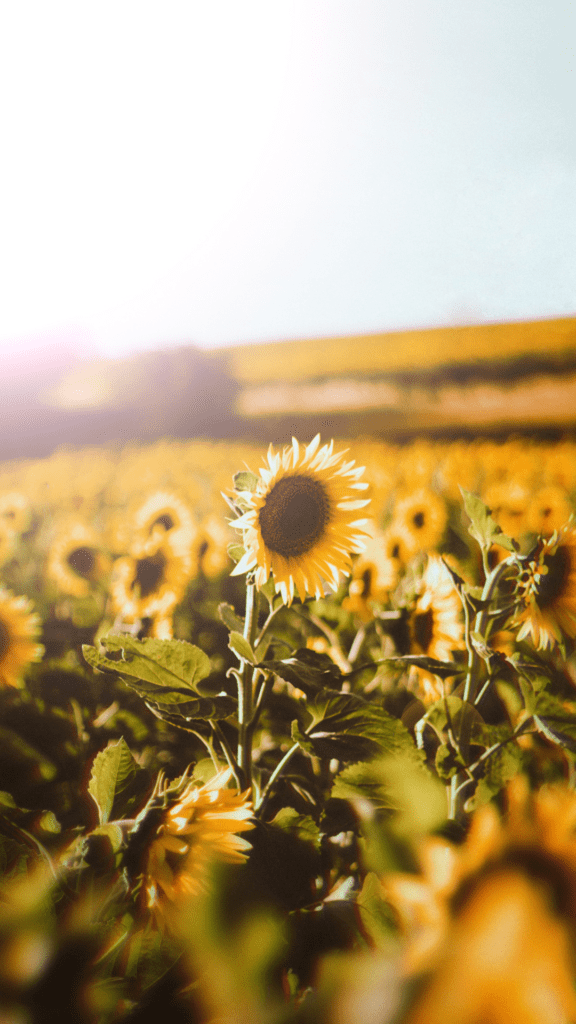 A sunflower growing above the rest of the sunflowers in a field