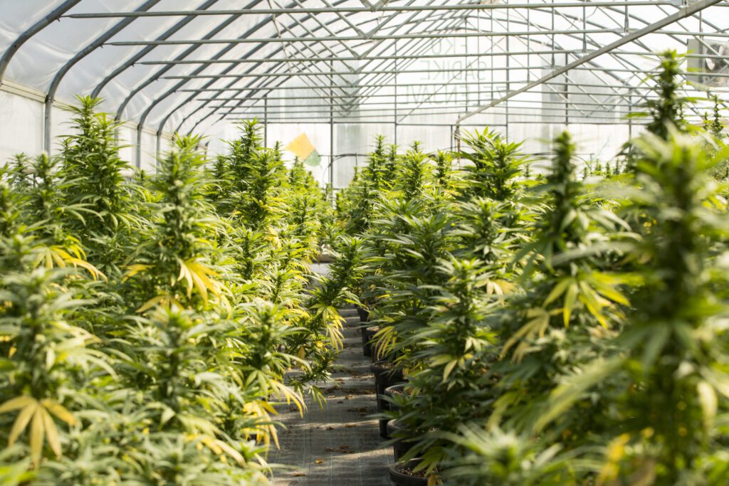 Greenhouse with cultivated Cannabis plants in the flowering stage