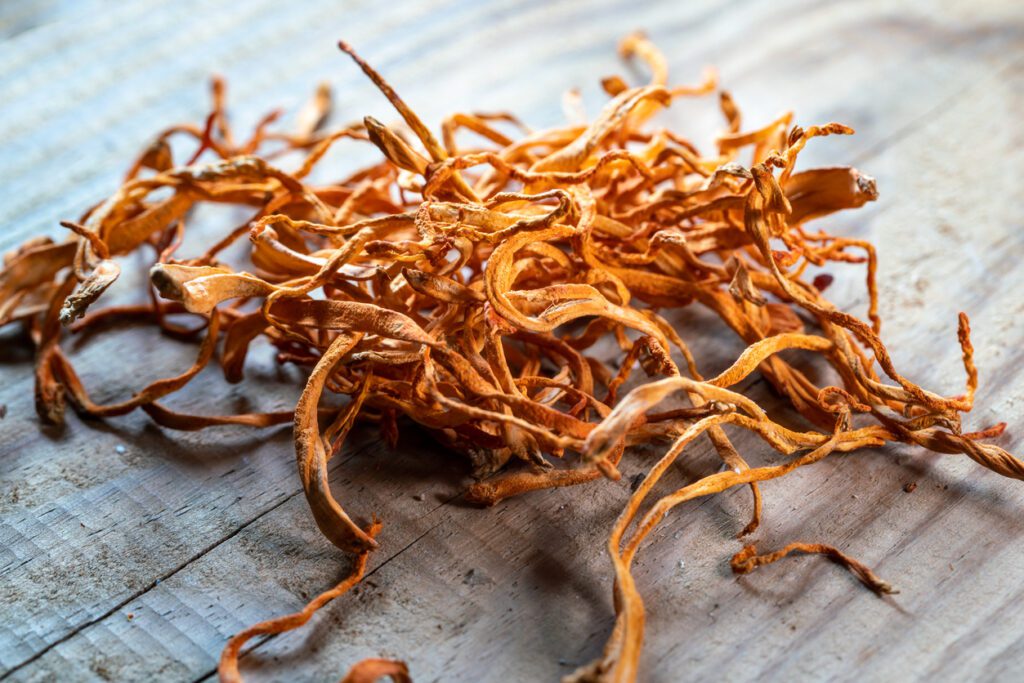 Cordyceps flower fungi on a wooden table